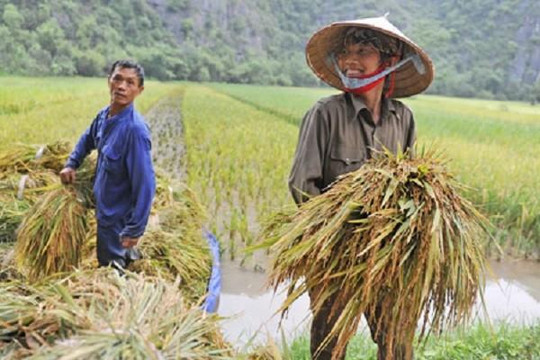 Chuyển đổi số: Nông dân Việt cũng có điều kiện vươn mình ra thế giới