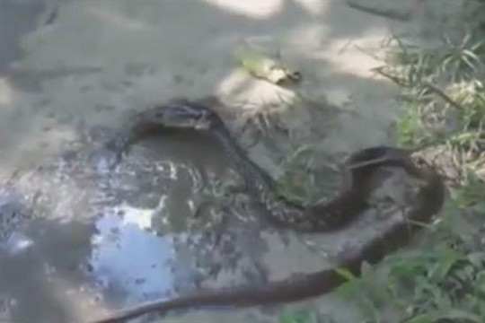 Cá ngậm chặt đầu rắn để không bị kẻ săn mồi nuốt chửng