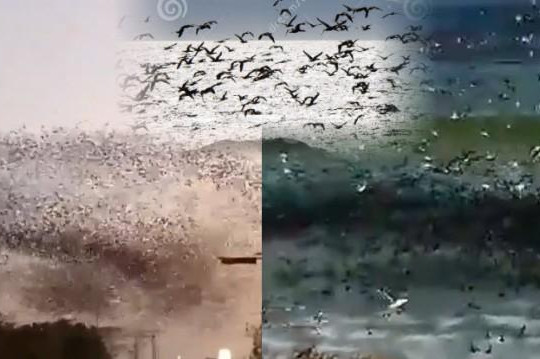 Clip chục ngàn con chim bay rợp trời, chiếm dụng biển khi người dân ở nhà tránh dịch