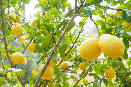 Cục Trồng trọt khuyến cáo hạn chế phát triển 'nóng' các loại cây ăn quả có múi