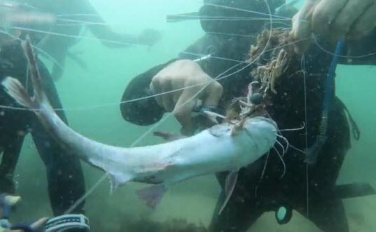 Clip lặn dưới đáy biển dọn rác, giải cứu con cá mắc vào 'lưới ma'