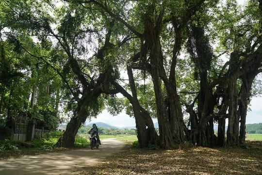 Kỳ bí cây sanh cổ 800 tuổi trong phim ‘Ma làng’