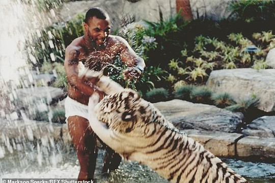 Mike Tyson hối hận vì từng nuôi 2 con hổ làm thú cưng trong nhà