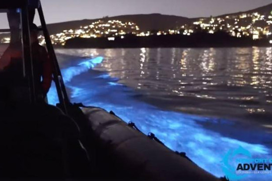 Cảnh tượng độc đáo đàn cá heo phát sáng dưới biển