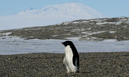 Nam Cực bị đe dọa bởi sự 'xâm lược' của côn trùng và thực vật