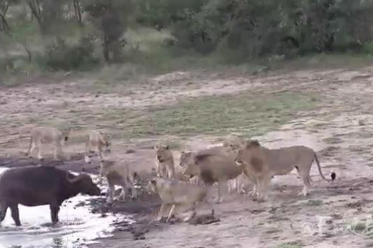 Bị bầy sư tử đói truy sát, trâu rừng đơn độc tẩu thoát ngoạn mục