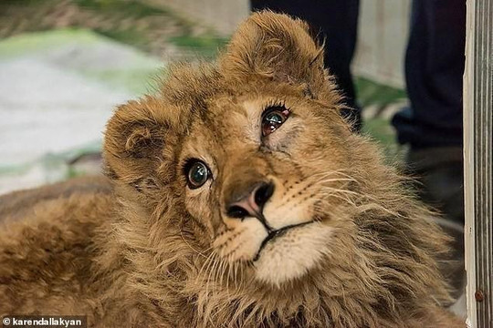 Sư tử bị bẻ gãy chân để phục vụ du khách chụp ảnh, Tổng thống Nga yêu cầu mở cuộc điều tra