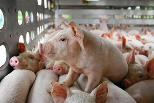 Giá lợn hơi tăng phi mã, tiến sát mức 100.000 đồng/kg