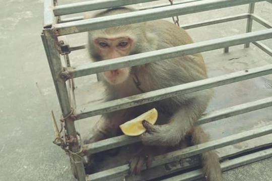 Một người dân mua lại khỉ vàng quý hiếm để thả về rừng