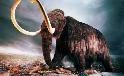 Tỷ phú Peter Thiel tài trợ tiền để hồi sinh voi Mammoth