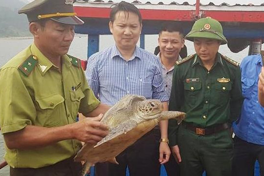 Hà Tĩnh: Thả rùa biển quý hiếm nặng 20kg về môi trường tự nhiên