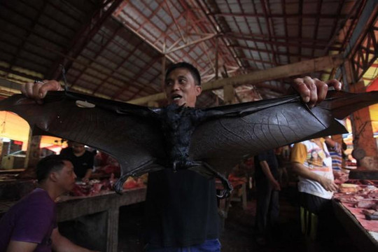 Bất chấp dịch Covid-19, thịt dơi ở Indonesia vẫn hút hàng