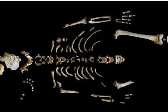 Lý do người Neanderthal to lớn hơn tổ tiên chúng ta nhưng lại tuyệt chủng