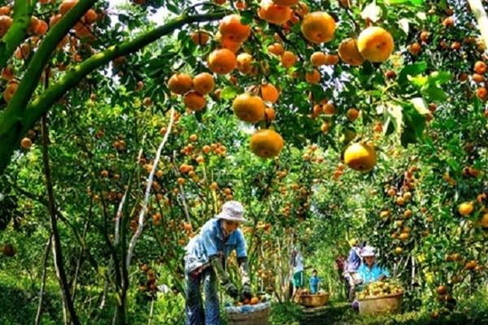 EVFTA - cú hích cho nông sản Việt tới thị trường 500 triệu người
