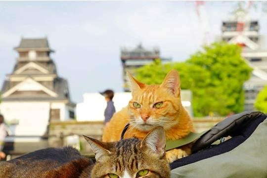 Sốt vì loạt ảnh hai chú mèo ‘lạnh lùng’ dù được chủ cho du lịch khắp nơi