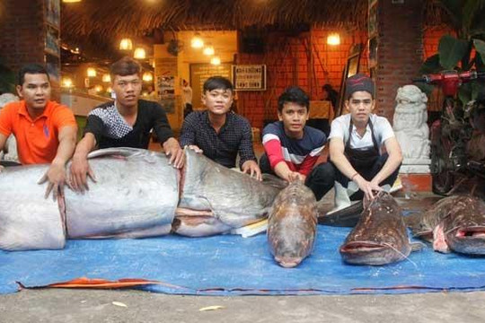'Tứ quý' cá khủng đồng loạt 'bơi' về Sài Gòn