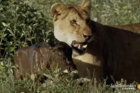 Linh dương đầu bò con thoát chết nhờ coi sư tử là mẹ