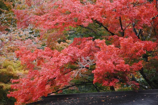 Đến Nhật Bản mùa Thu, vãn cảnh đền chùa ngắm lá vàng, lá đỏ