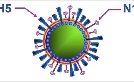 Ngăn chặn tin giả về dịch cúm A (H5N1)