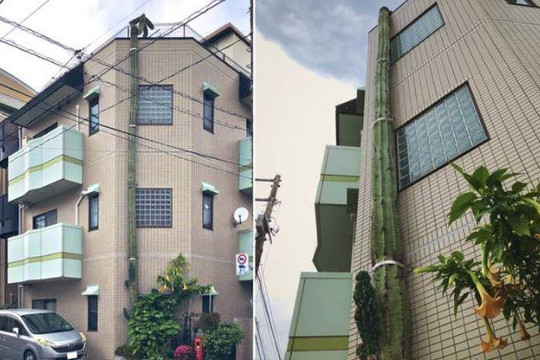 Độc đáo cây xương rồng cao hơn tòa nhà 3 tầng ở Nhật