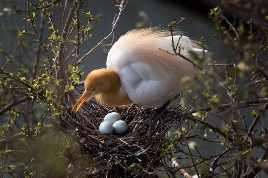 Lý giải được tại sao trứng các loài chim có màu sắc khác nhau
