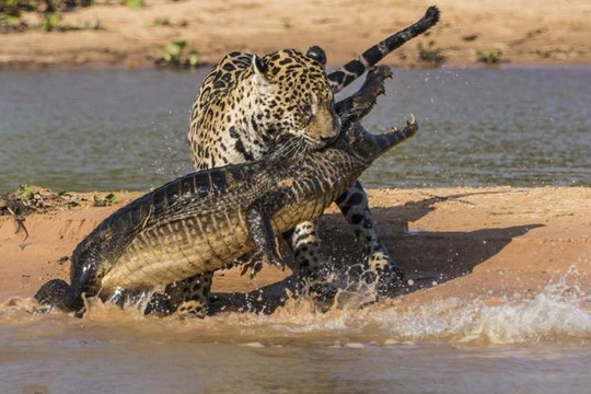 Bị cái đói thúc giục, báo săn thịt cá sấu