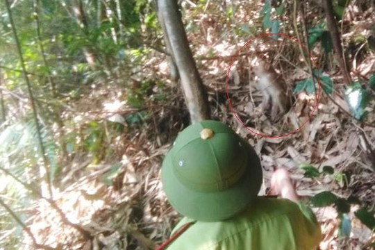 Thả 2 con khỉ vàng quý hiếm vào Vườn quốc gia Vũ Quang