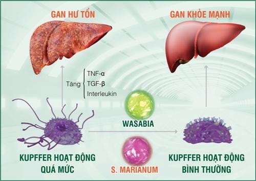 Phát hiện mới về tế bào Kupffer khiến gan sinh bệnh