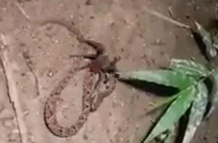 Bị nhện đeo bám, rắn độc rừng Amazon đau đớn tìm cách thoát thân