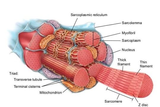 Dệt được sợi cơ nhân tạo