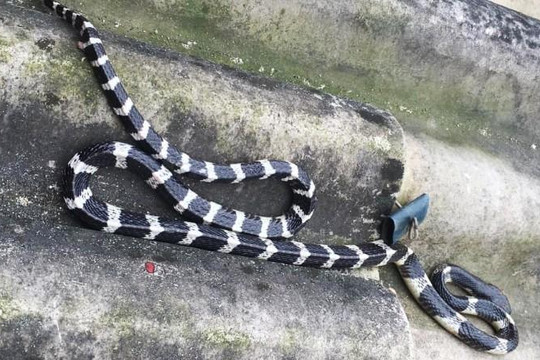 Hà Tĩnh: Bé trai 22 ngày tuổi bị rắn cắn chết trên giường
