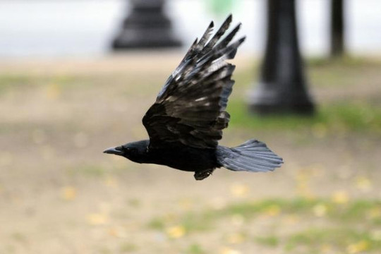 Pháp sử dụng quạ để thu gom rác thải vụn trong công viên