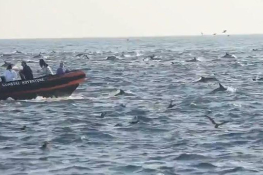 Ngoạn mục clip hơn 1.000 con cá heo bơi cùng thuyền chở người dân