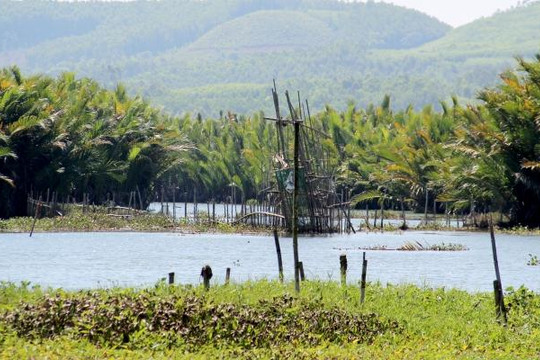 VIDEO: Đẹp ngỡ ngàng rừng dừa nước trăm tuổi ở Quảng Ngãi