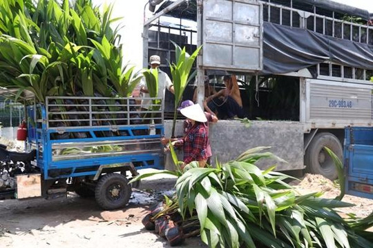Đặc sản ‘dừa sữa Thái Lan’ và cú lừa ngoạn mục