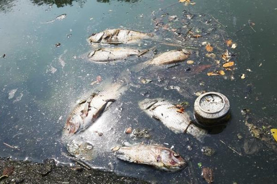 Đà Nẵng: Cá chết nổi trắng kênh Phú Lộc và Khe Cạn