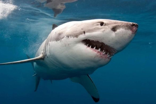 Cá mập trắng gây lo lắng cho dân Úc