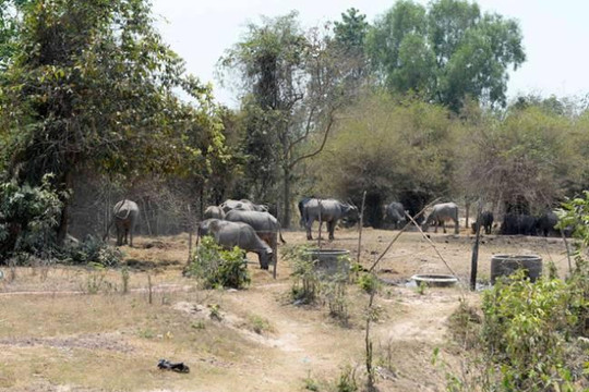 Dự án Công viên Sài Gòn Safari: Đền bù sai hơn 104 tỉ đồng