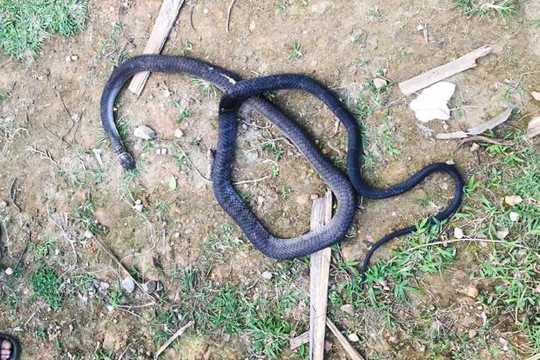 Hà Tĩnh: Một người đàn ông làm thuê bị rắn hổ mang cắn chết