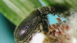 Mỹ thả bọ cánh cứng ăn rệp để cứu rừng