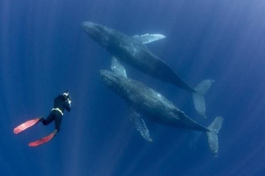 Nữ du khách bị thương nặng khi kẹt giữa cặp cá voi lưng gù