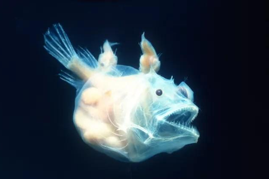 Sự tiến hóa kỳ lạ trong hoạt động giao phối của cá quỷ Anglerfish