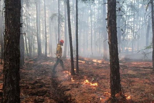 Hiện tượng ‘sóng nhiệt’ gây cháy rừng ở Siberia do con người gây ra
