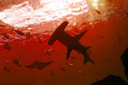 Bí ẩn loài cá mập sống ở nơi khắc nghiệt nhất Trái đất