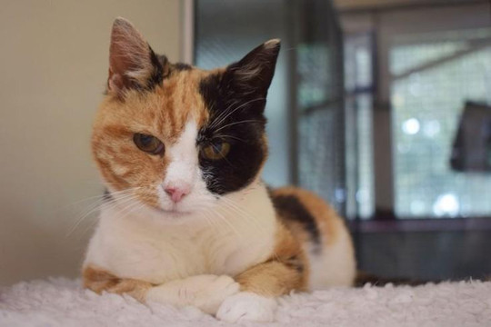 Chú mèo mất tích 12 năm được tìm thấy vì dịch COVID-19