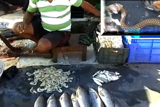 Clip 6 con rắn kéo đến xin đồ ăn của người bán cá nhiều ngày liền