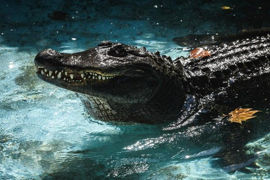 Cá sấu nuôi nhốt già nhất thế giới sống sót qua 3 trận ném bom