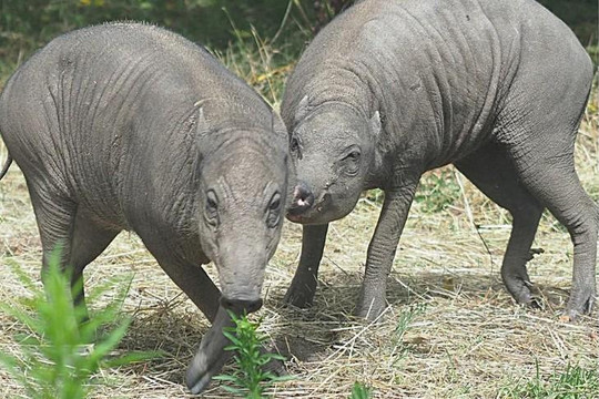 Cặp lợn quỷ xấu xí nhất thế giới được chào đón ở vườn thú Anh