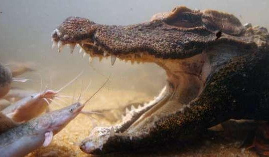 Clip cá sấu nhịn thở chờ con mồi chui vào miệng