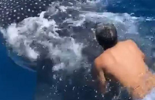 Clip người đàn ông liều lĩnh cưỡi trên lưng cá mập voi